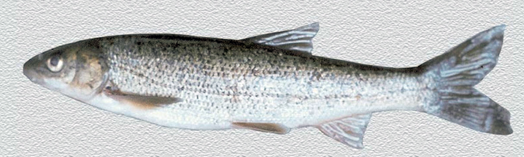 Pseudochondrostoma duriense_05.jpg